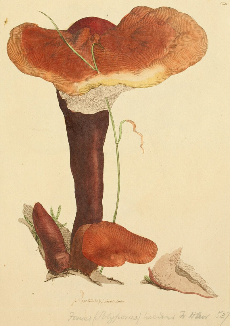 Reishi und Cordyceps: Traditionelle Vitalpilze im Licht der Forschung
