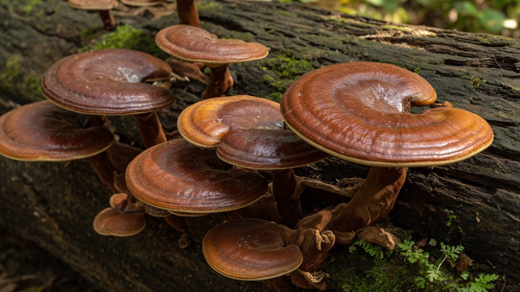 Reishi